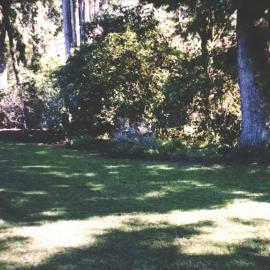Rhododendron Dell, King Edward Park August 1997