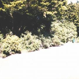 Rhododendron Dell, King Edward Park August 1997