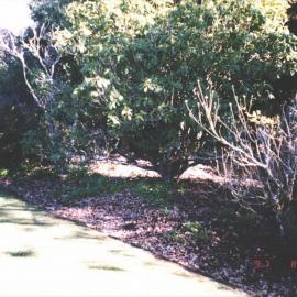 Rhododendron Dell, King Edward Park August 1997