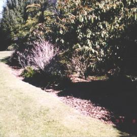 Rhododendron Dell, King Edward Park August 1997