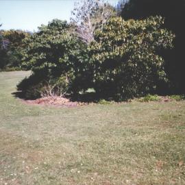 Rhododendron Dell, King Edward Park August 1997
