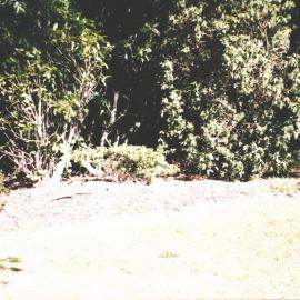 Rhododendron Dell, King Edward Park August 1997