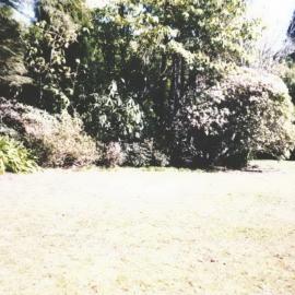 Rhododendron Dell, King Edward Park August 1997