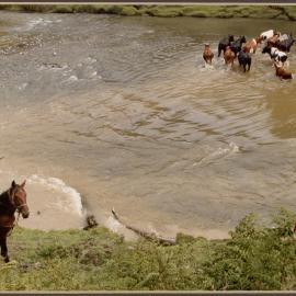 Cattle Crossing River