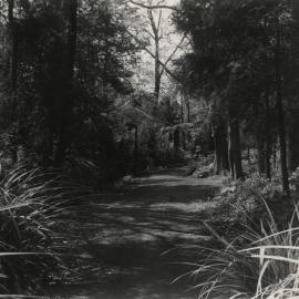 Walkways behind Rhododendron Dell.