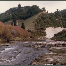 Cooper's crossing, boardwalk built for sheep. 