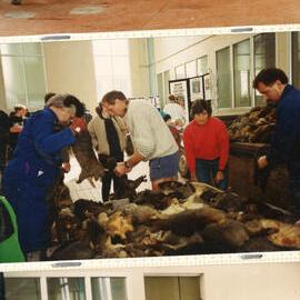 Taranaki WDFF 1990 - 2003