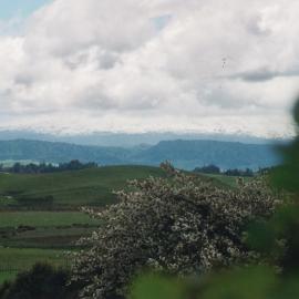 Central Division WDFF 1993-2011