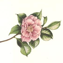 Stratford Inner Wheel