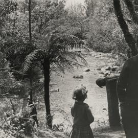 Patea River behind Rhodendron Dell