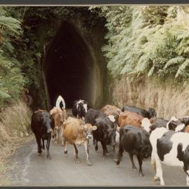 Stock through Matau Tunnel 
