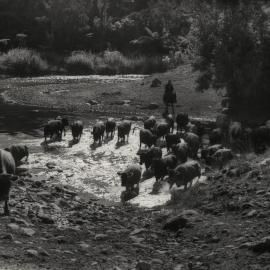 Cattle ford the Patea River 